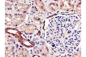 Immunohistochemistry of paraffin-embedded human kidney tissue using ABIN7160866 at dilution of 1:100 (SIRT7 anticorps  (AA 242-379))