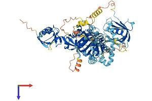 AlphaFold protein structure predicition of Human Recombinant FERMT1 Protein, UniprotID Q9BQL6