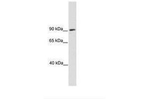 Image no. 1 for anti-Sterol Regulatory Element Binding Transcription Factor 1 (SREBF1) (AA 28-77) antibody (ABIN6736120)