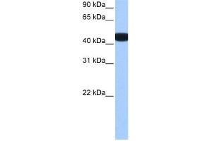 WB Suggested Anti-BCKDK Antibody Titration: 0. (BCKDK anticorps  (N-Term))