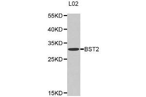 Western Blotting (WB) image for anti-Bone Marrow Stromal Cell Antigen 2 (BST2) antibody (ABIN1871361) (BST2 anticorps)