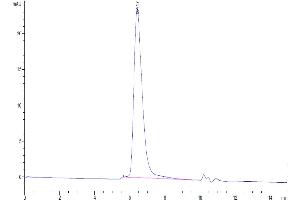 The purity of Human IL-15RA is greater than 95 % as determined by SEC-HPLC. (IL15RA Protein (His-Avi Tag))