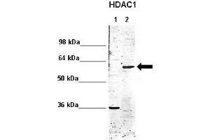 WB Suggested Anti-HDAC1 Antibody  Positive Control: Lane 1: 5ug mouse brain cytoplasm Lane 2: 5ug mouse brain nucleus  Primary Antibody Dilution :  1:1000 Secondary Antibody : Anti rabbit - IR-dye Secondry Antibody Dilution :  1:10,000  Submitted by: Anonymous (HDAC1 anticorps  (C-Term))