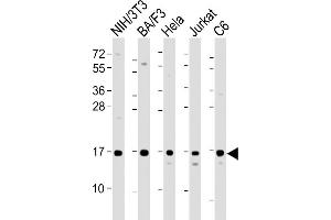 All lanes : Anti-COXIV Antibody at 1:2000 dilution Lane 1: NIH/3T3 whole cell lysate Lane 2: BA/F3 whole cell lysate Lane 3: Hela whole cell lysate Lane 4: Jurkat whole cell lysate Lane 5: C6 whole cell lysate Lysates/proteins at 20 μg per lane. (COX IV anticorps  (AA 115-169))