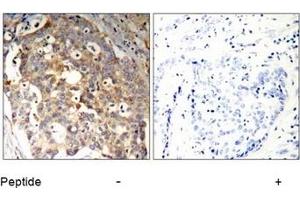 Image no. 1 for anti-Protein-tyrosine Phosphatase 1C (PTPN6) (Tyr536) antibody (ABIN197592)