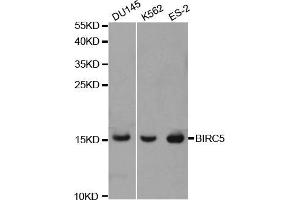 Western blot analysis of extracts of various cell lines, using BIRC5 antibody (ABIN5970737) at 1/1000 dilution. (Survivin anticorps)