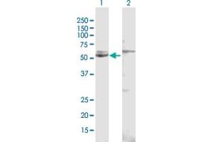 Western Blot analysis of CYP51A1 expression in transfected 293T cell line by CYP51A1 MaxPab polyclonal antibody. (CYP51A1 anticorps  (AA 1-509))
