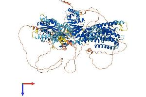 AlphaFold protein structure predicition of Human Recombinant ATP10A Protein, UniprotID O60312