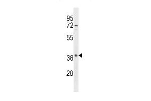 Western blot analysis in Hela cell line lysates (35ug/lane).