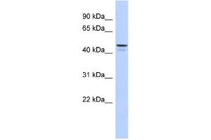 Western Blotting (WB) image for anti-Ectonucleotide pyrophosphatase/phosphodiesterase 6 (ENPP6) antibody (ABIN2459637) (ENPP6 anticorps)