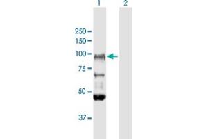 Western Blot analysis of FXR2 expression in transfected 293T cell line by FXR2 MaxPab polyclonal antibody. (FXR2 anticorps  (AA 1-673))