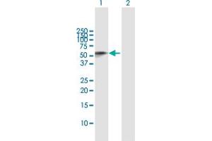 Western Blot analysis of CD209 expression in transfected 293T cell line by CD209 MaxPab polyclonal antibody.