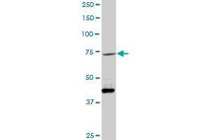 VCAM1 MaxPab rabbit polyclonal antibody. (VCAM1 anticorps  (AA 1-739))