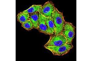Immunofluorescence analysis of Hela cells using MIB1 mouse mAb (green). (MIB1 anticorps  (AA 6-221))