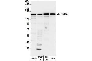 Western Blotting (WB) image for anti-Bromodomain Containing 4 (BRD4) (AA 1312-1362) antibody (ABIN7453424) (BRD4 anticorps  (AA 1312-1362))