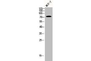 Western Blot analysis of MCF7 cells using AKAP 95 Polyclonal Antibody
