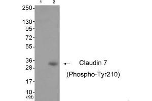 Western blot analysis of extracts from 3T3 cells (Lane 2), using Claudin 7 (Phospho-Tyr210) Antibody. (Claudin 7 anticorps  (pTyr210))