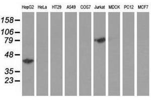 Image no. 2 for anti-Haptoglobin (HP) antibody (ABIN1498580) (Haptoglobin anticorps)