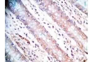 Human colon tissue was stained by Rabbit Anti-CCK-33  (Human,Rat) Antibody (Cholecystokinin anticorps)