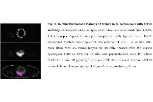 Immunofluorescence (IF) image for anti-Nucleoporin 98kDa (NUP98) (AA 1-466) antibody (ABIN2452066) (NUP98 anticorps  (AA 1-466))
