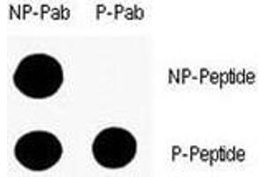 Dot blot analysis of phospho-p53 antibody. (p53 anticorps  (pSer9))