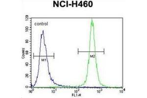 Flow cytometric analysis of NCI-H460 cells using MST1 Antibody (C-term) Cat. (MST1 anticorps  (C-Term))
