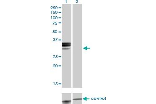 Hemopexin anticorps  (AA 1-254)