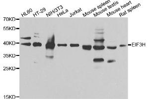 Western blot analysis of extracts of various cell lines, using EIF3H antibody.