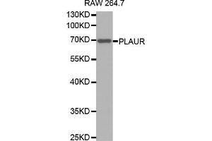 Western blot analysis of extracts of RAW 264. (PLAUR anticorps  (AA 23-305))