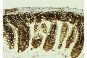 ABIN6276816 at 1/100 staining Mouse colon tissue by IHC-P. (POU2F1 anticorps  (Internal Region))