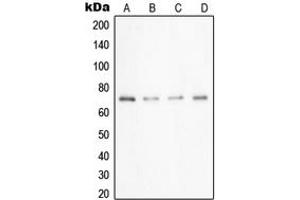 Western blot analysis of UBA2 expression in A549 (A), Caco2 (B), HeLa (C), HepG2 (D) whole cell lysates.