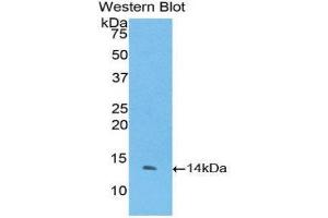 Western Blotting (WB) image for anti-Coagulation Factor VII (F7) (AA 334-452) antibody (ABIN1175149) (Factor VII anticorps  (AA 334-452))