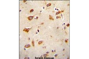 GFRAL antibody immunohistochemistry analysis in formalin fixed and paraffin embedded human brain tissue followed by peroxidase conjugation of the secondary antibody and DAB staining. (GFRAL anticorps  (C-Term))