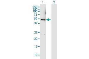 Western Blot analysis of DYX1C1 expression in transfected 293T cell line by DYX1C1 MaxPab polyclonal antibody. (DYX1C1 anticorps  (AA 1-381))
