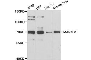 Western blot analysis of extracts of various cell lines, using MAN1C1 antibody. (MAN1C1 anticorps)