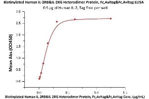 Immobilized Human IL-2, Tag Free (ABIN6386425,ABIN6388245) at 5 μg/mL (100 μL/well) can bind Biotinylated Human IL-2RB&IL-2RG Heterodimer Protein, Fc,Avitag&Fc,Avitag (ABIN6973116) with a linear range of 0. (IL-2 R beta & IL-2 R gamma (AA 27-239) (Active) protein (Fc Tag,AVI tag,Biotin))