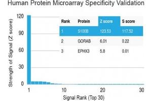 Analysis of HuProt(TM) microarray containing more than 19,000 full-length human proteins using S100 beta antibody (clone S100B/1012). (S100B anticorps)