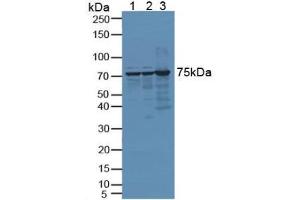 Figure. (DNAJC2 anticorps  (AA 368-621))