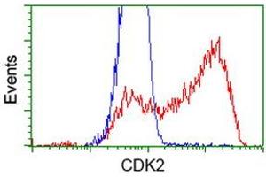 HEK293T cells transfected with either RC200494 overexpress plasmid (Red) or empty vector control plasmid (Blue) were immunostained by anti-CDK2 antibody (ABIN2454507), and then analyzed by flow cytometry. (CDK2 anticorps)