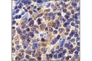 Immunohistochemistry of Survivin in mouse spleen cells with AP30567PU-Nat 10 µg/ml.