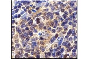 Immunohistochemistry of Survivin in mouse spleen cells with AP30567PU-Nat 10 µg/ml. (Survivin anticorps  (C-Term))
