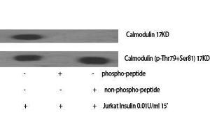 Western Blot (WB) analysis of specific cells using Calmodulin Polyclonal Antibody. (Calmodulin 1 anticorps  (Lys12))