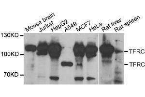Western blot analysis of extracts of various cell lines, using TFRC antibody. (Transferrin Receptor anticorps  (AA 1-140))