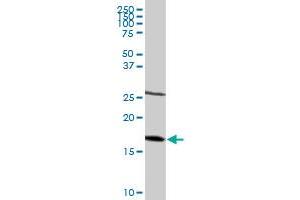 NDUFB6 MaxPab rabbit polyclonal antibody.