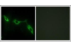 Immunofluorescence analysis of NIH-3T3 cells, using LEG9 Antibody. (Galectin 9 anticorps  (Internal Region))