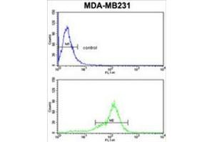 BCL2A1 Antibody (Center) flow cytometric analysis of MDA-MB231 cells (bottom histogram) compared to a negative control cell (top histogram).