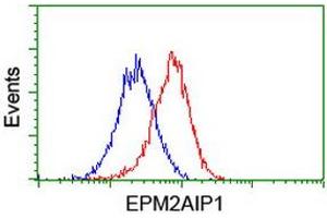 Flow cytometric Analysis of Hela cells, using anti-EPM2AIP1 antibody (ABIN2453873), (Red), compared to a nonspecific negative control antibody, (Blue). (EPM2AIP1 anticorps)
