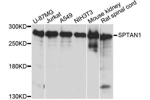 SPTAN1 anticorps  (AA 950-1130)