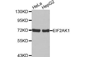 Western Blotting (WB) image for anti-Eukaryotic Translation Initiation Factor 2-alpha Kinase 1 (EIF2AK1) antibody (ABIN1872476) (EIF2AK1 anticorps)