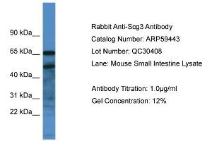 Western Blotting (WB) image for anti-Secretogranin III (SCG3) (C-Term) antibody (ABIN2788069) (SCG3 anticorps  (C-Term))